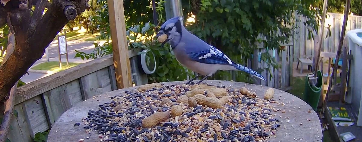 تحميل الفيديو: